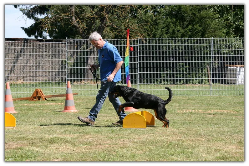 Hundetraining 2