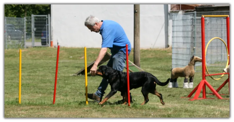 Hundetraining 3