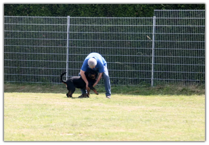 Hundetraining 1